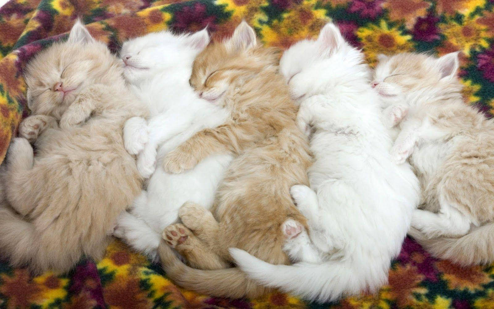 Sleeping Kittens Pile Cuteness Overload.jpg Wallpaper