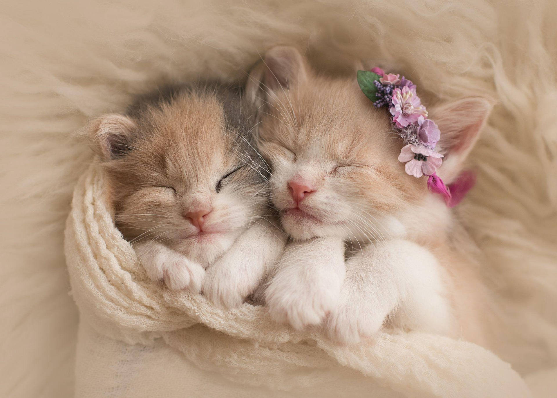 Sleeping Kittensin Blanket Wallpaper