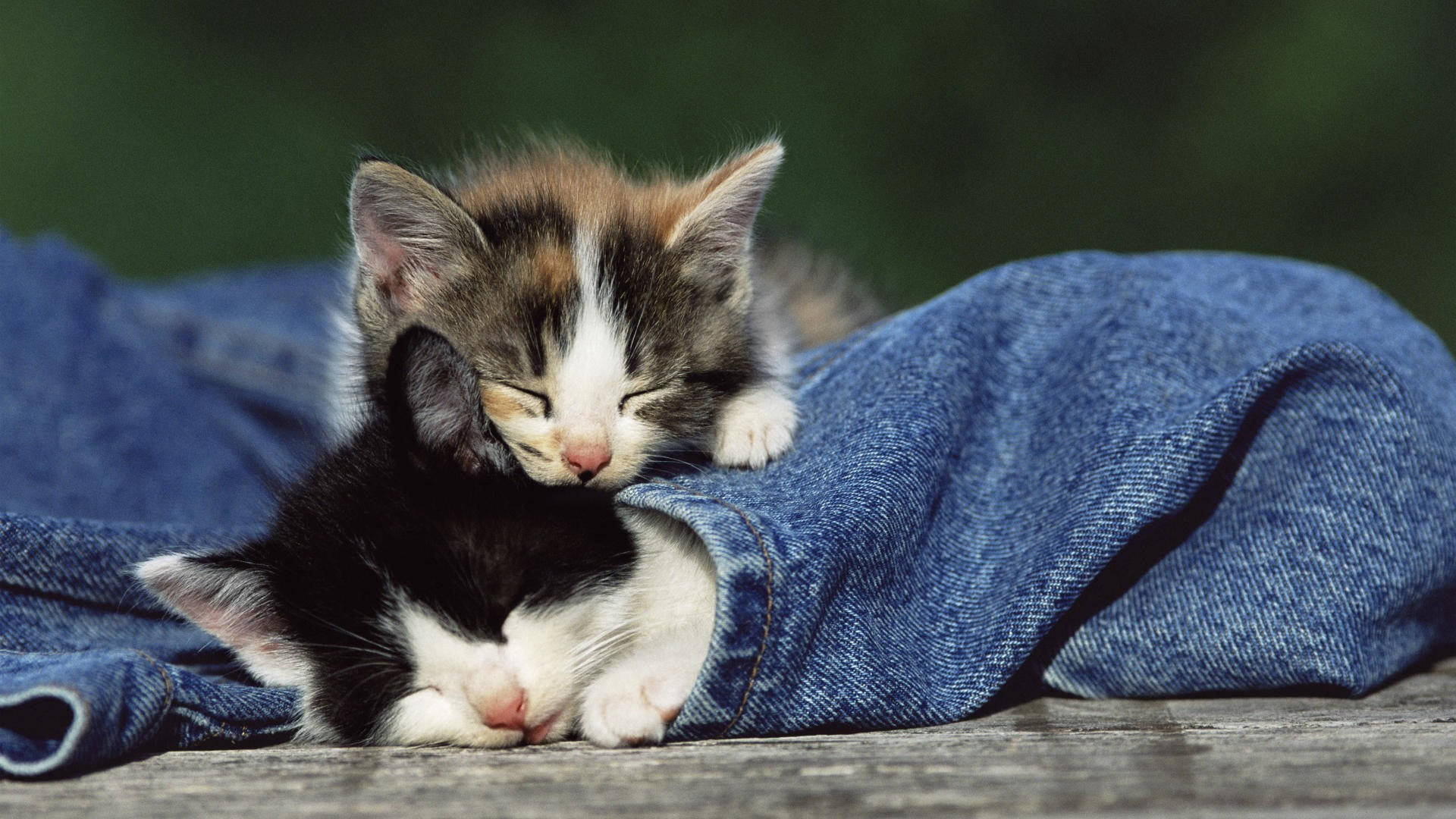 Sleeping Kittenson Blue Jeans Wallpaper