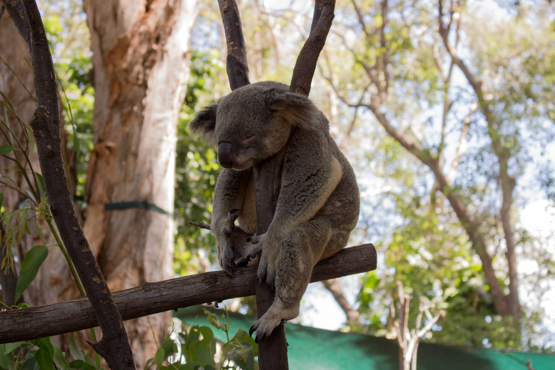 Sleeping Koala Bear Wallpaper