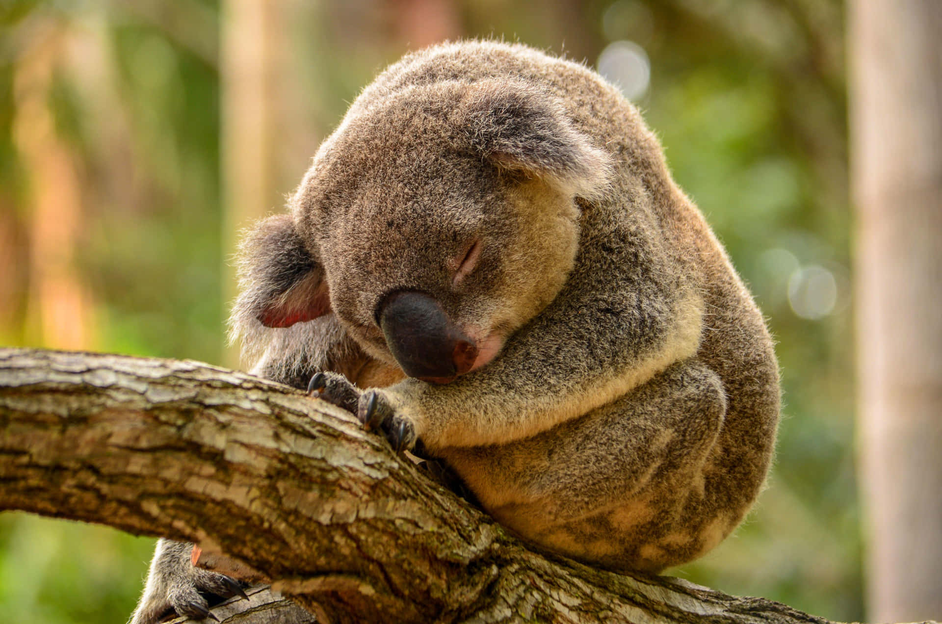 Sleeping Koalaon Tree Branch Wallpaper