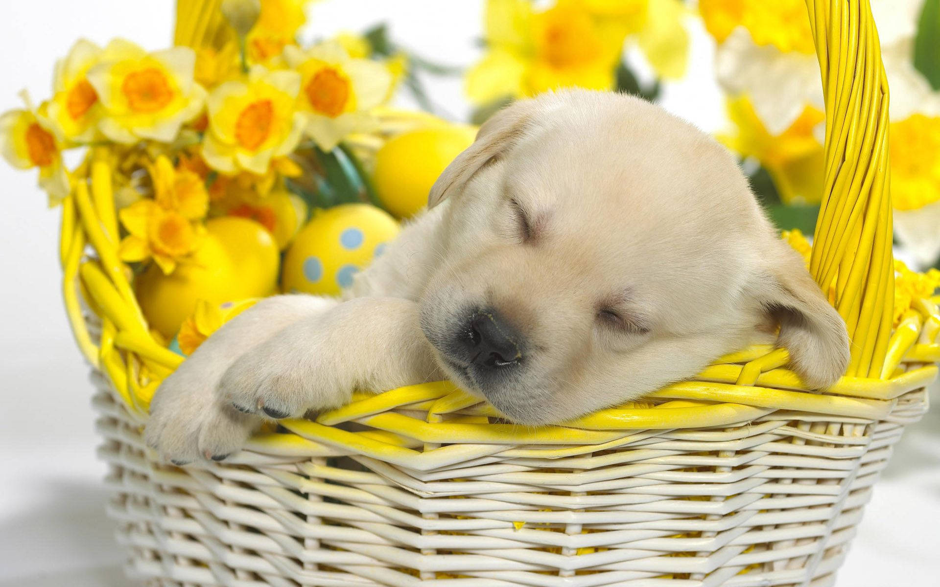 Sleeping Labrador Puppy On Yellow Easter Basket