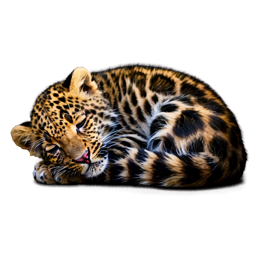 Sleeping Leopard Cub Png 06112024 PNG