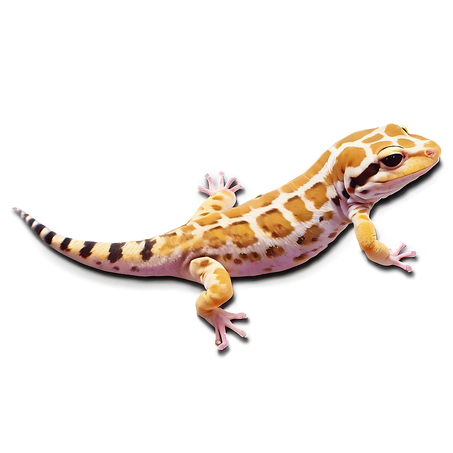 Sleeping Leopard Gecko Png 06202024 PNG