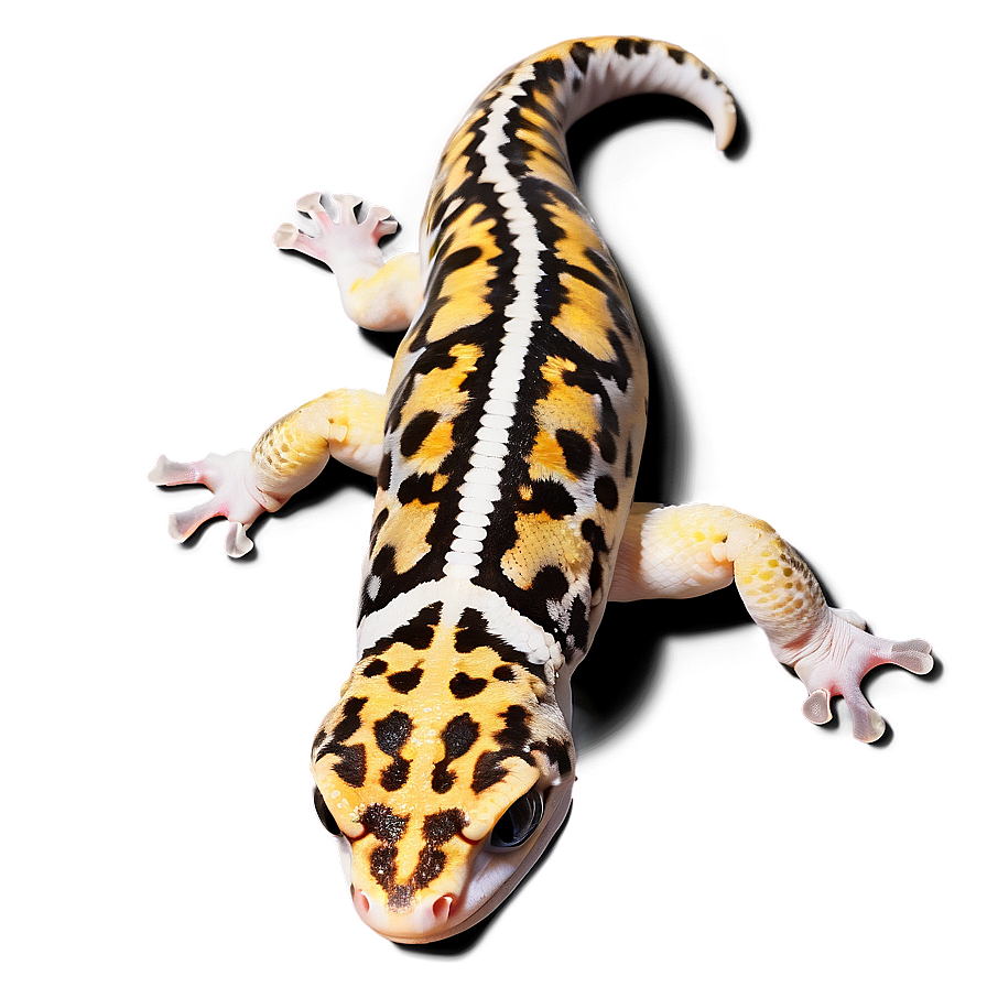 Sleeping Leopard Gecko Png 78 PNG