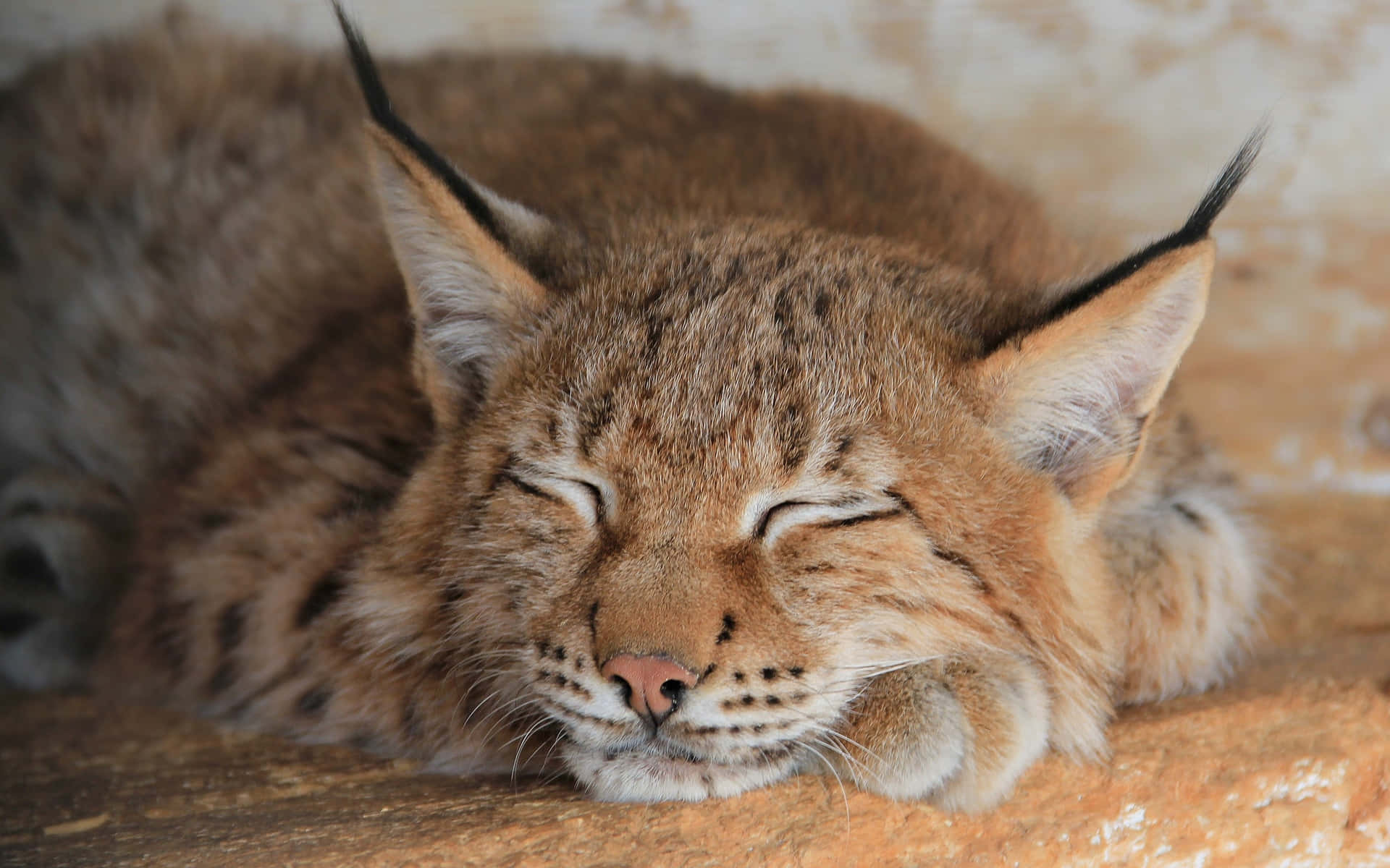 Sleeping Lynx Close Up Wallpaper