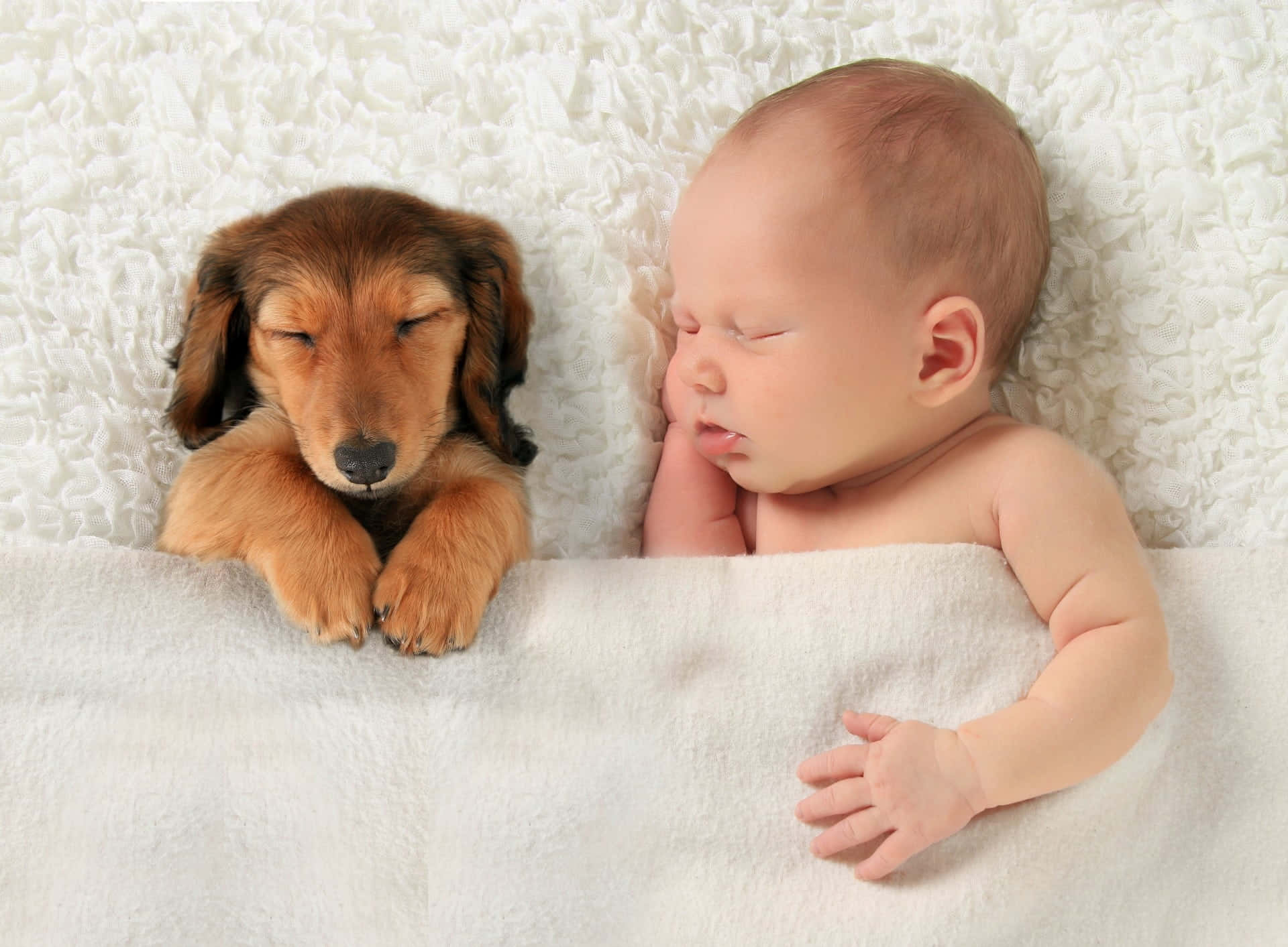 Sleeping Newbornand Puppy Wallpaper