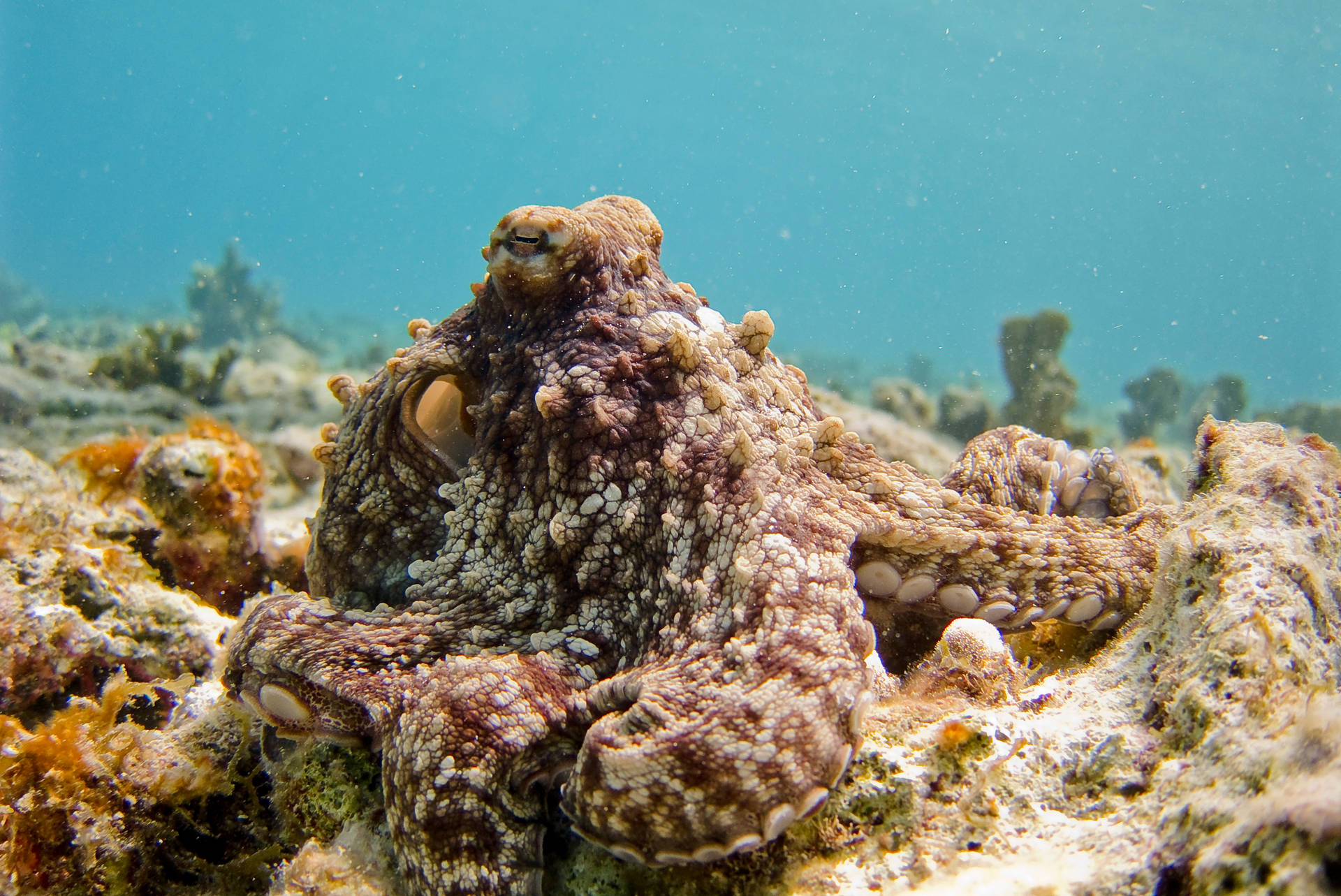 Sleeping Octopus Underwater