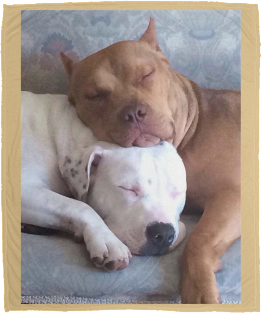 Sleeping Pitbull Friends PNG