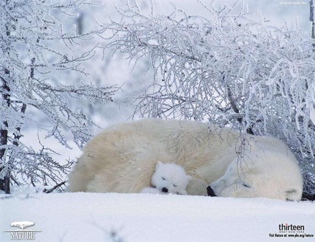 Sleeping Polar Bears Wallpaper
