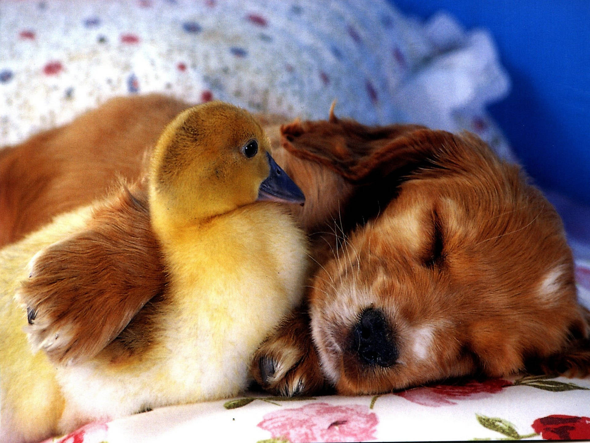 Sleeping Puppy And A Duckling