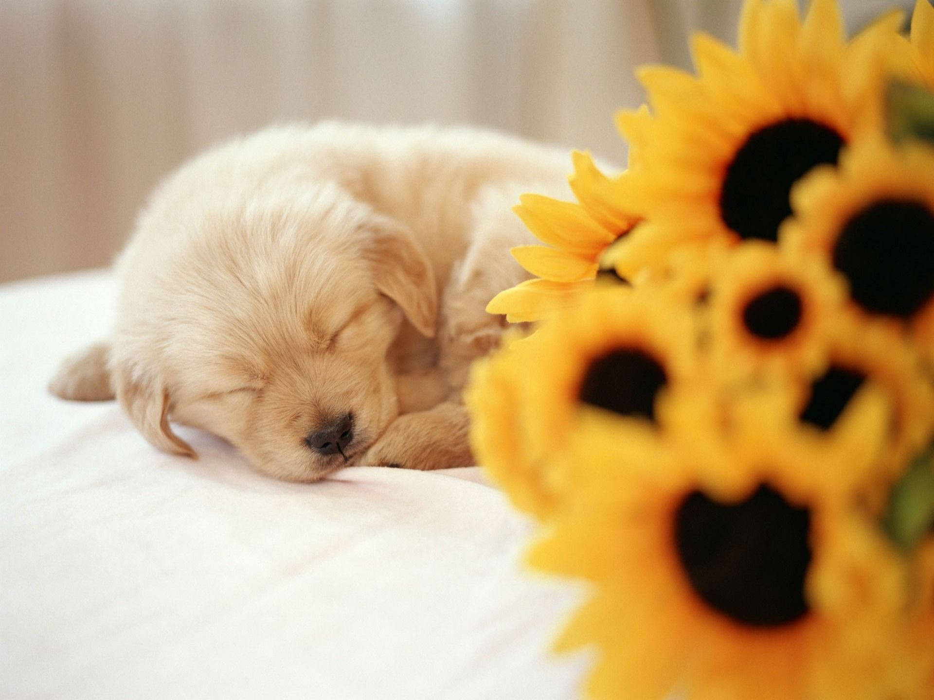 Sleeping Puppy And Sunflowers