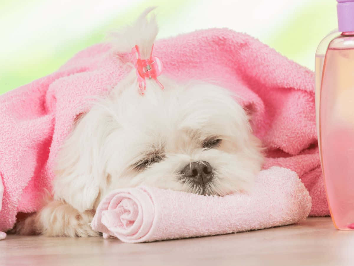 Sleeping Puppyin Pink Blanket Wallpaper