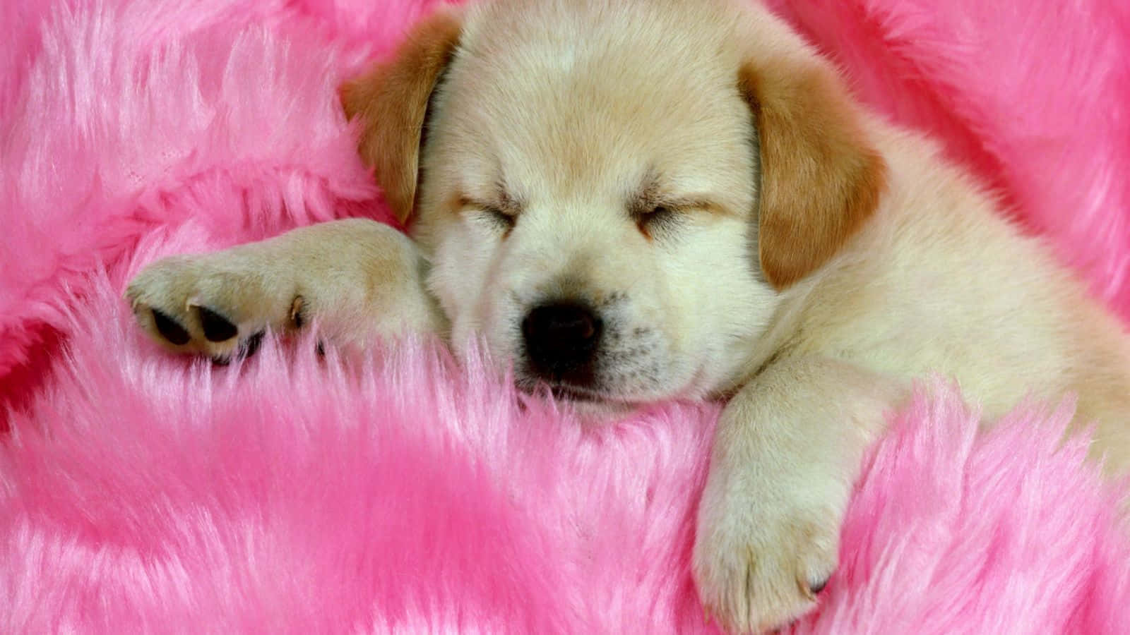 Sleeping Puppyon Pink Fur.jpg Wallpaper