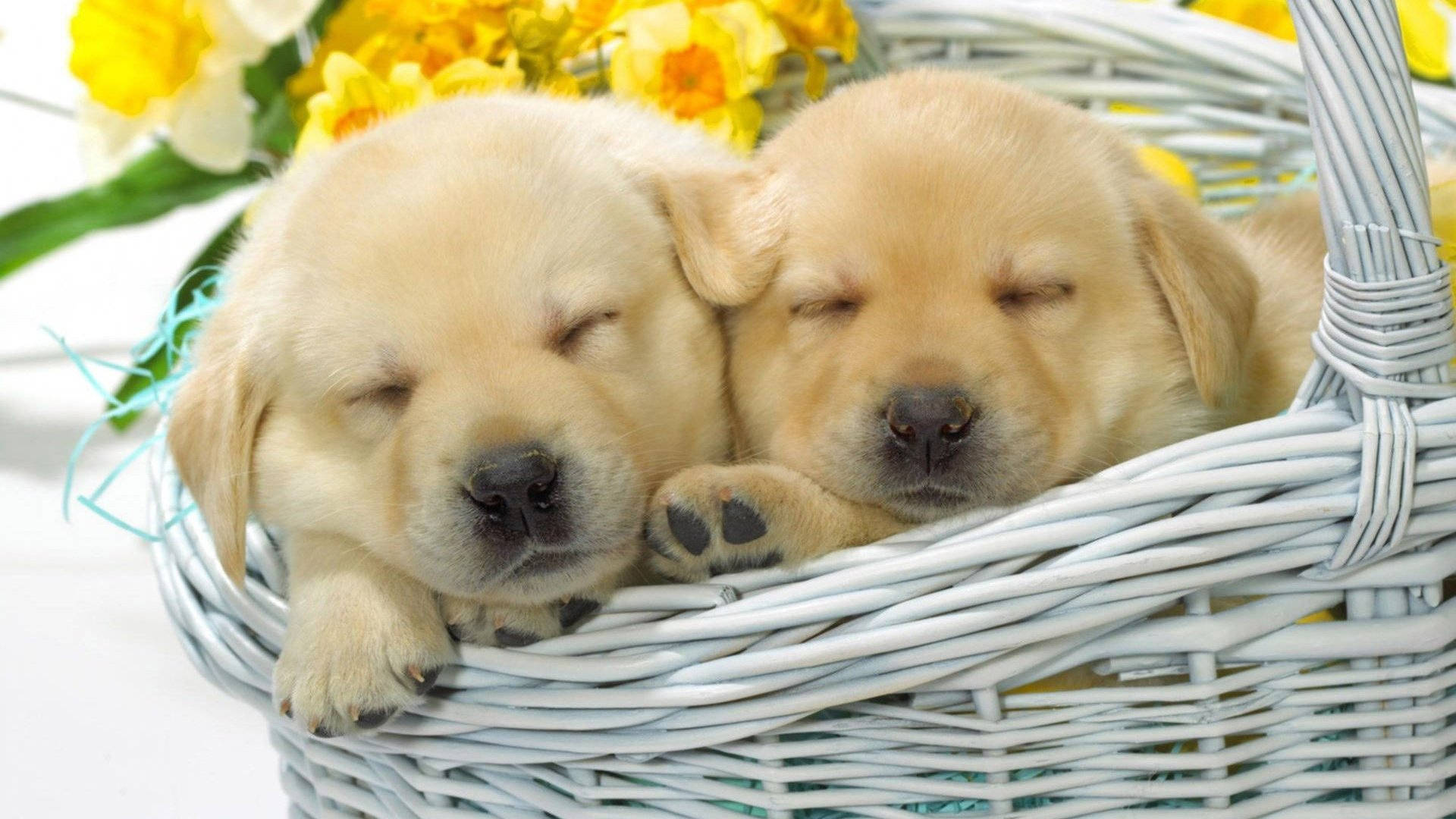 Sleeping Retriever Dogs Inside A Basket Wallpaper