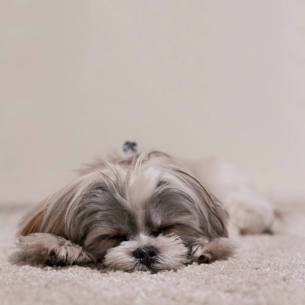 Sleeping Shih Tzu Dog Background