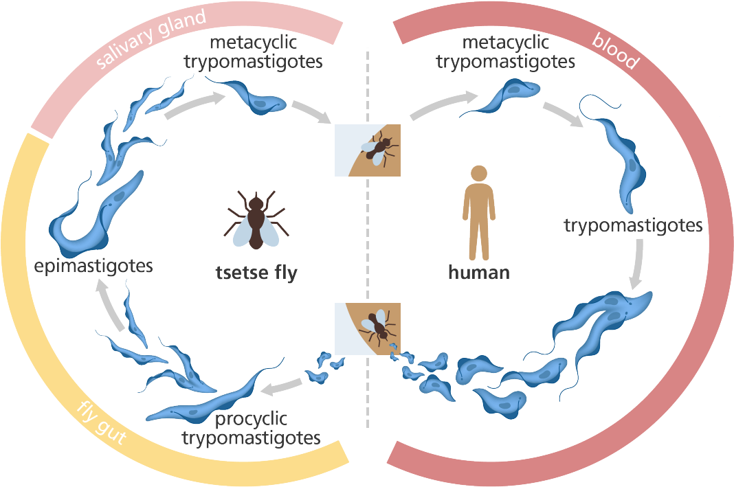 Sleeping Sickness Transmission Cycle PNG