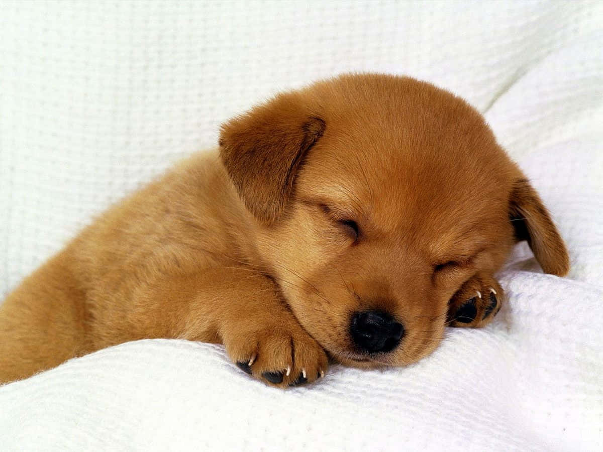 Sleeping Small Dog Labrador Retriever Wallpaper