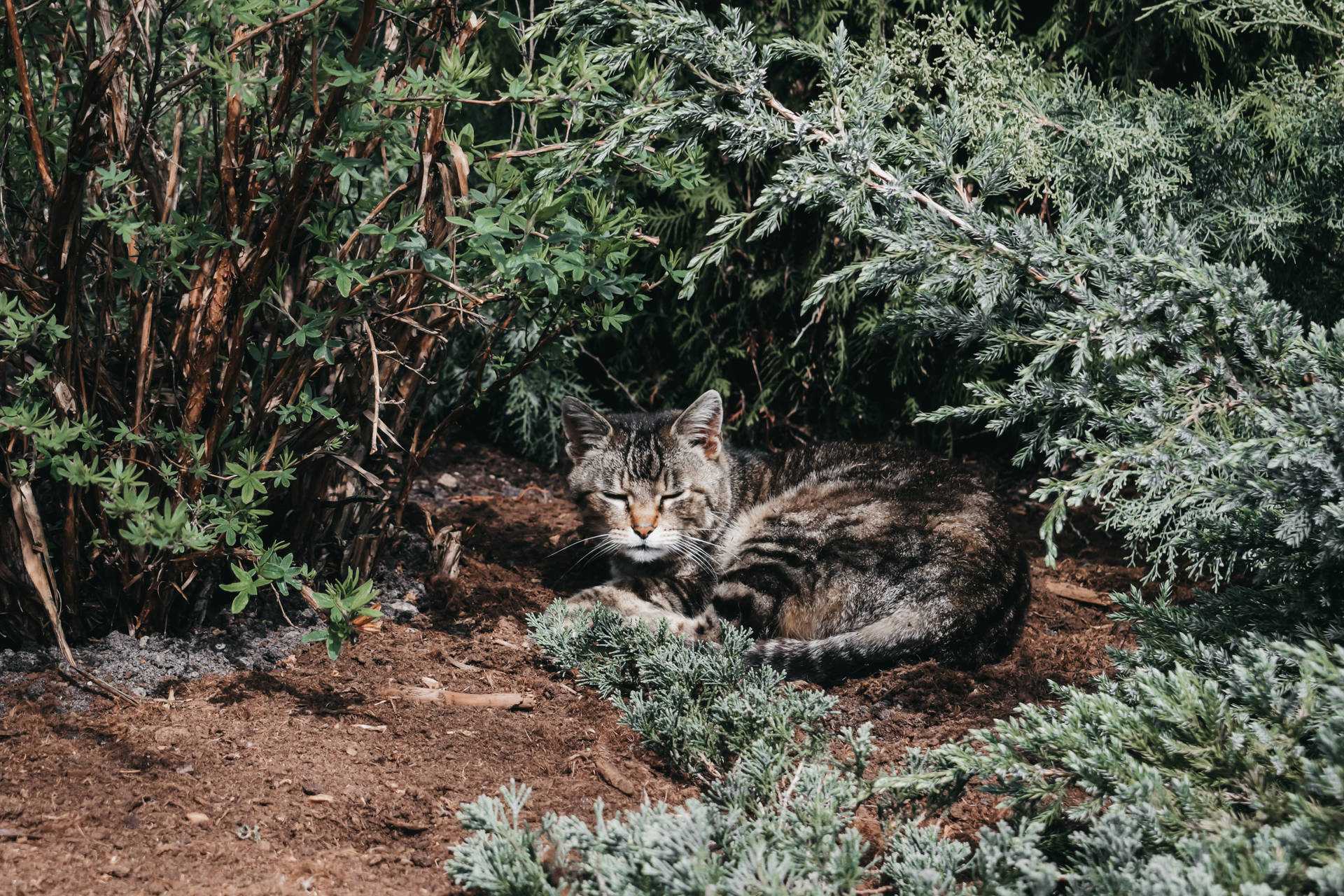Sleeping Tabby Cat In Forest In Lithuania