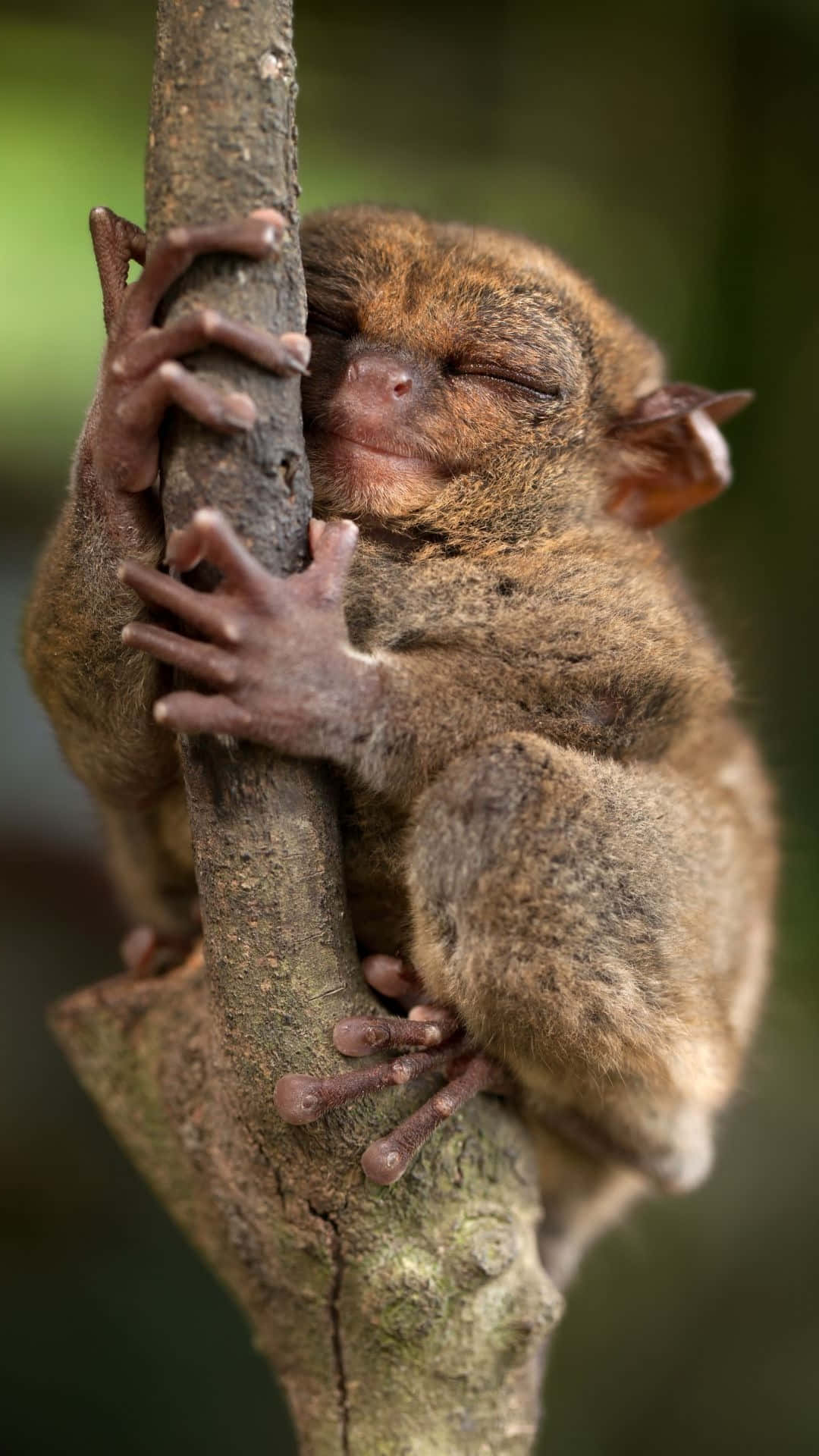 Slapende Tarsier Die Boom Vasthoudt Achtergrond