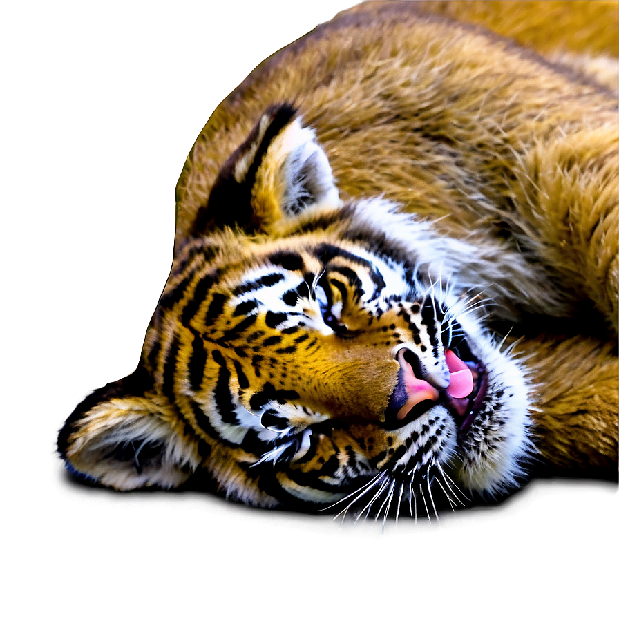 Sleeping Tiger Cub Png 75 PNG