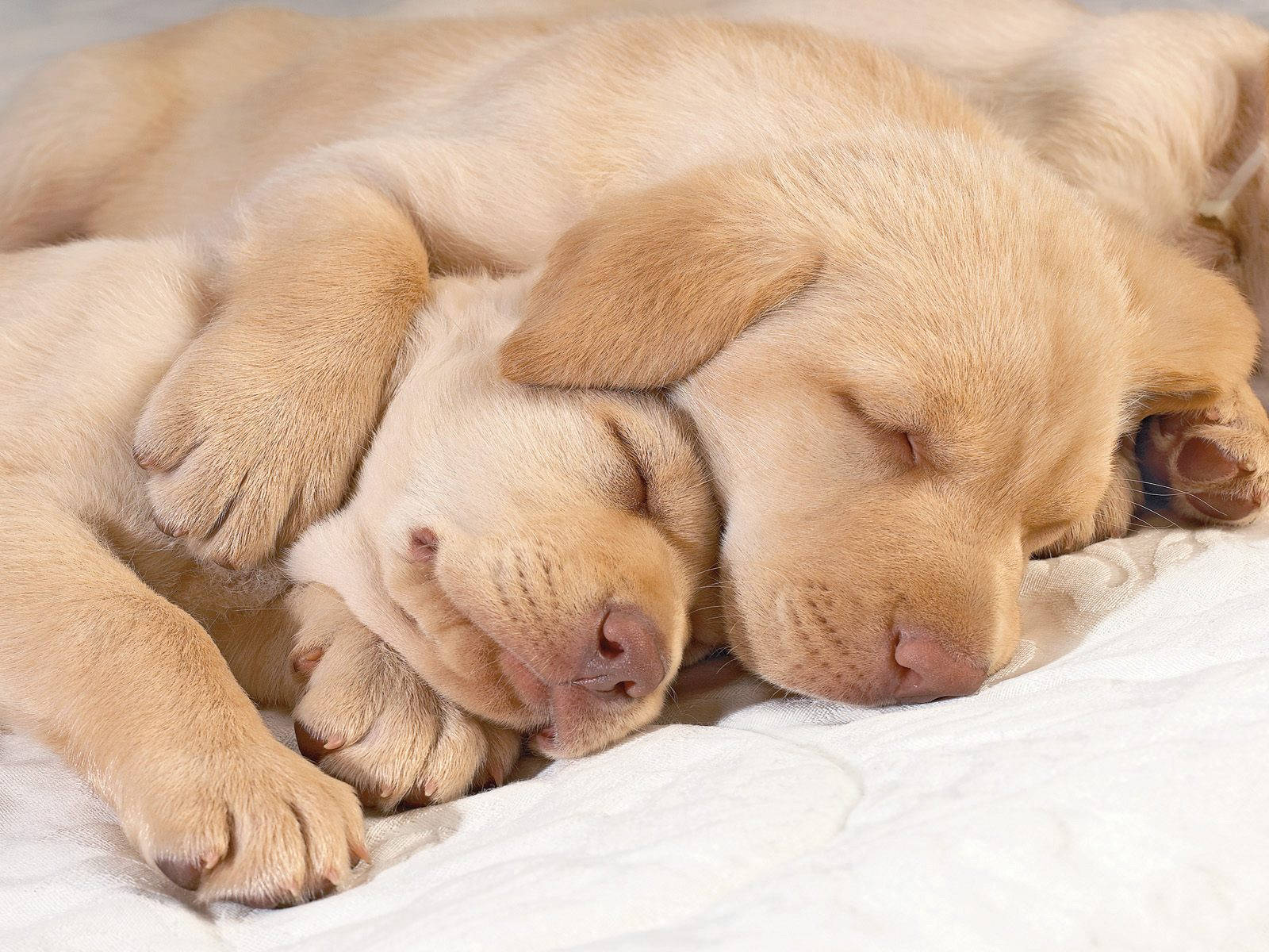 Duecani Labrador Che Dormono Sfondo