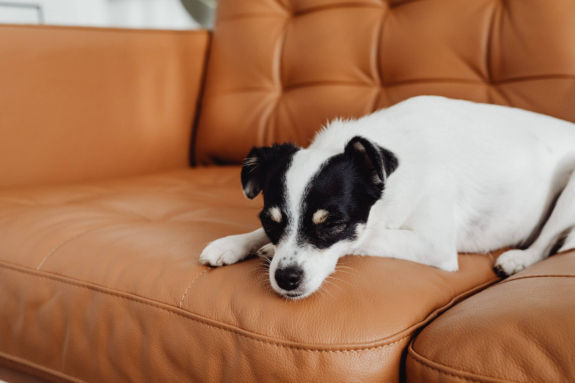 Sleeping White-black Dog On Brown Couch Wallpaper