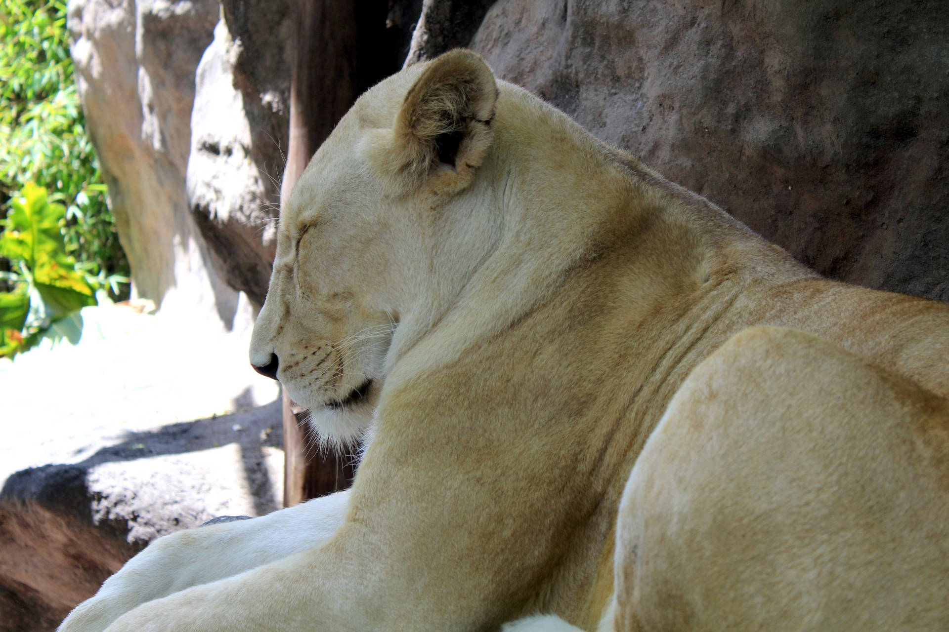 Sovende Hvid Løve Wallpaper