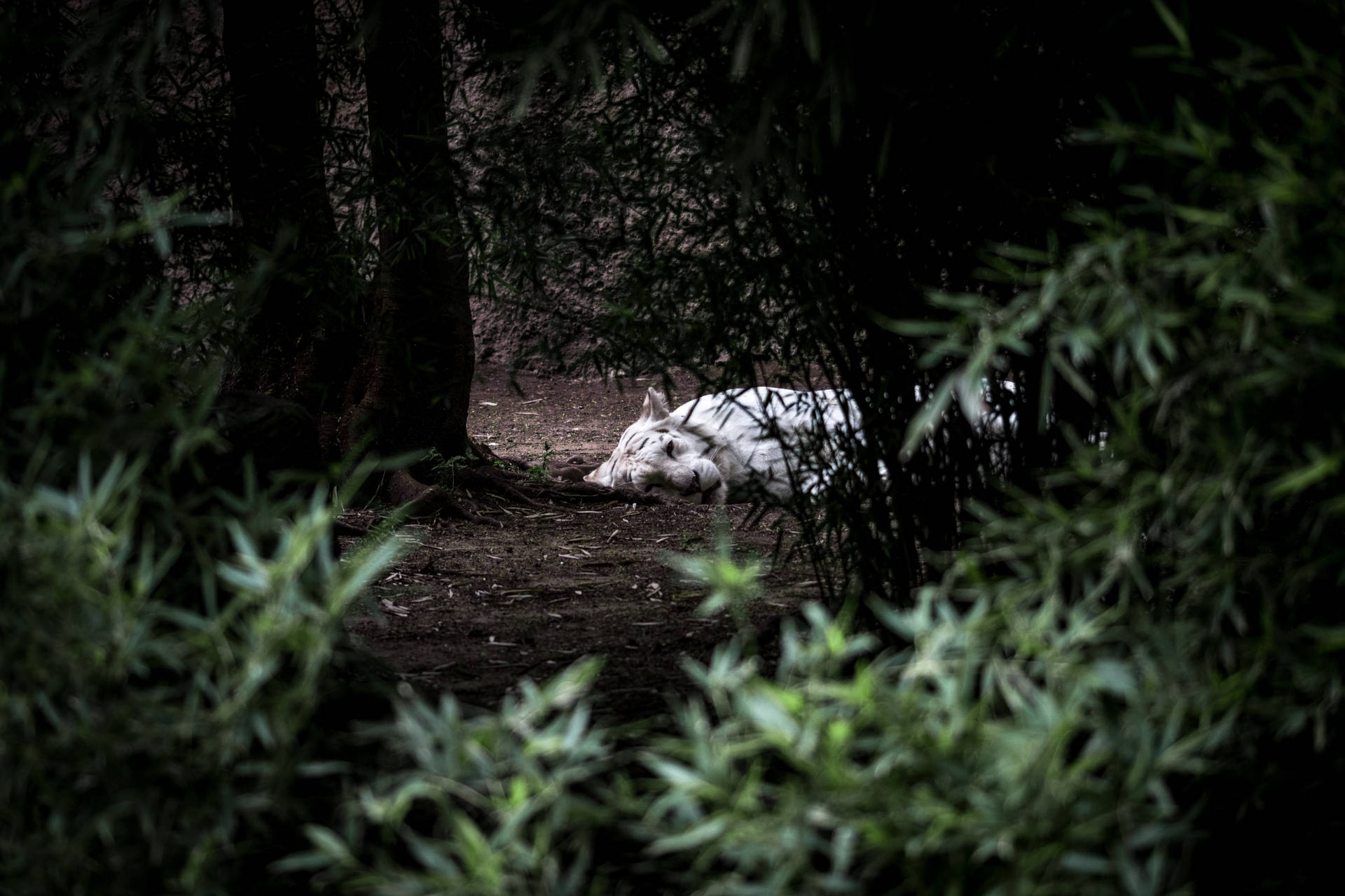 Tigreblanco Durmiendo, Animal Impresionante Fondo de pantalla