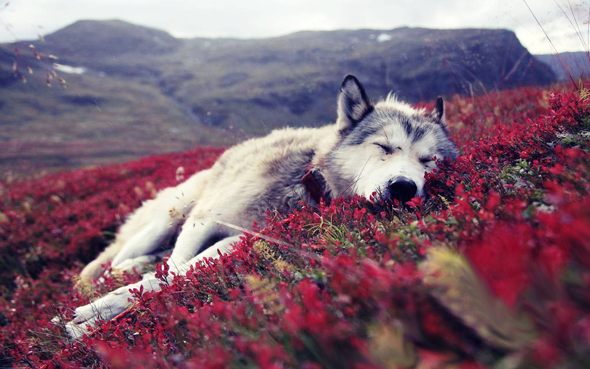 Sleeping Wolf On Red Bunga Wallpaper