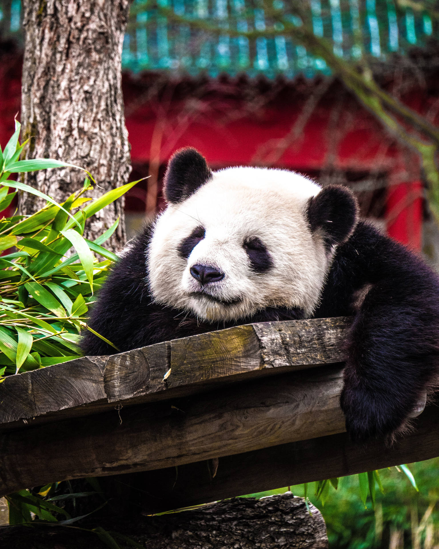 Sleeping Zoo Panda Background