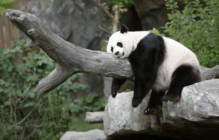 Schläfriger,schöner Panda Auf Einem Baumstamm Wallpaper