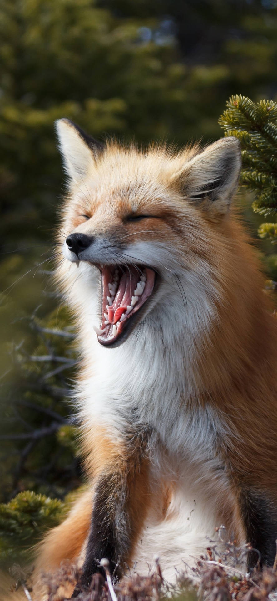 Sleepy Cute Fox Wallpaper