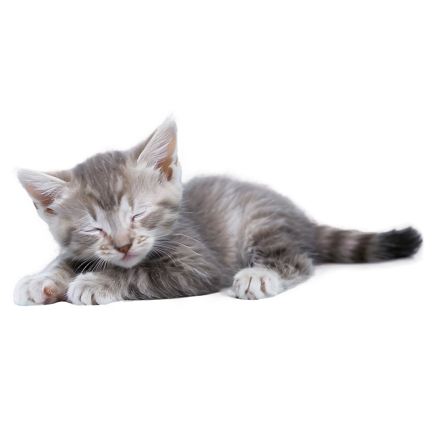 Sleepy Grey Kitten Png Qwc79 PNG