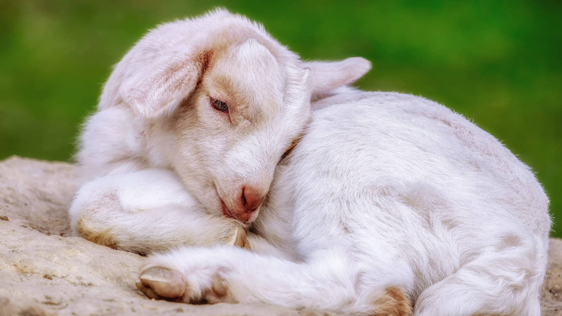 Sleepy Little Baby Goat Wallpaper