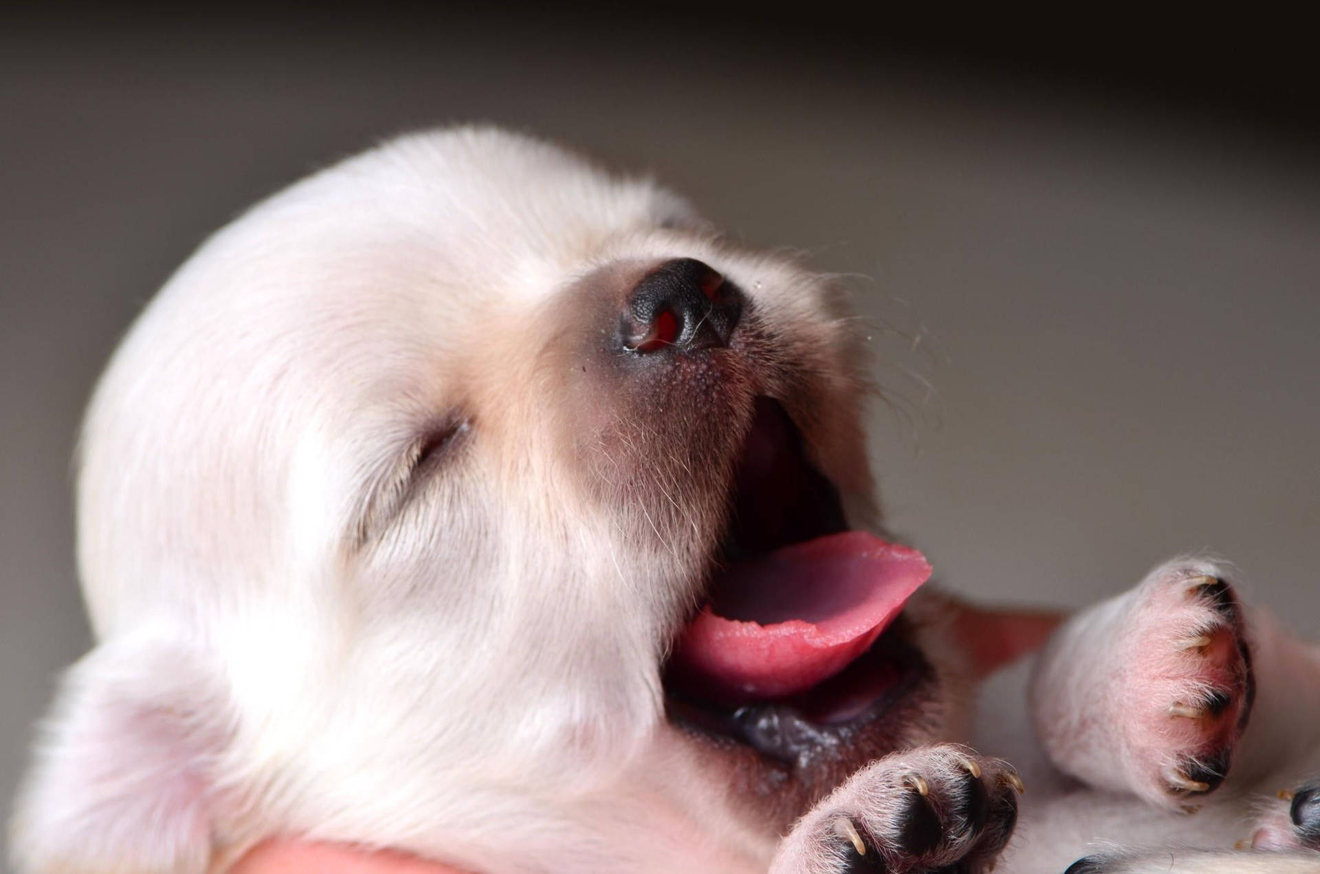 Sleepy Puppy Yawn Wallpaper