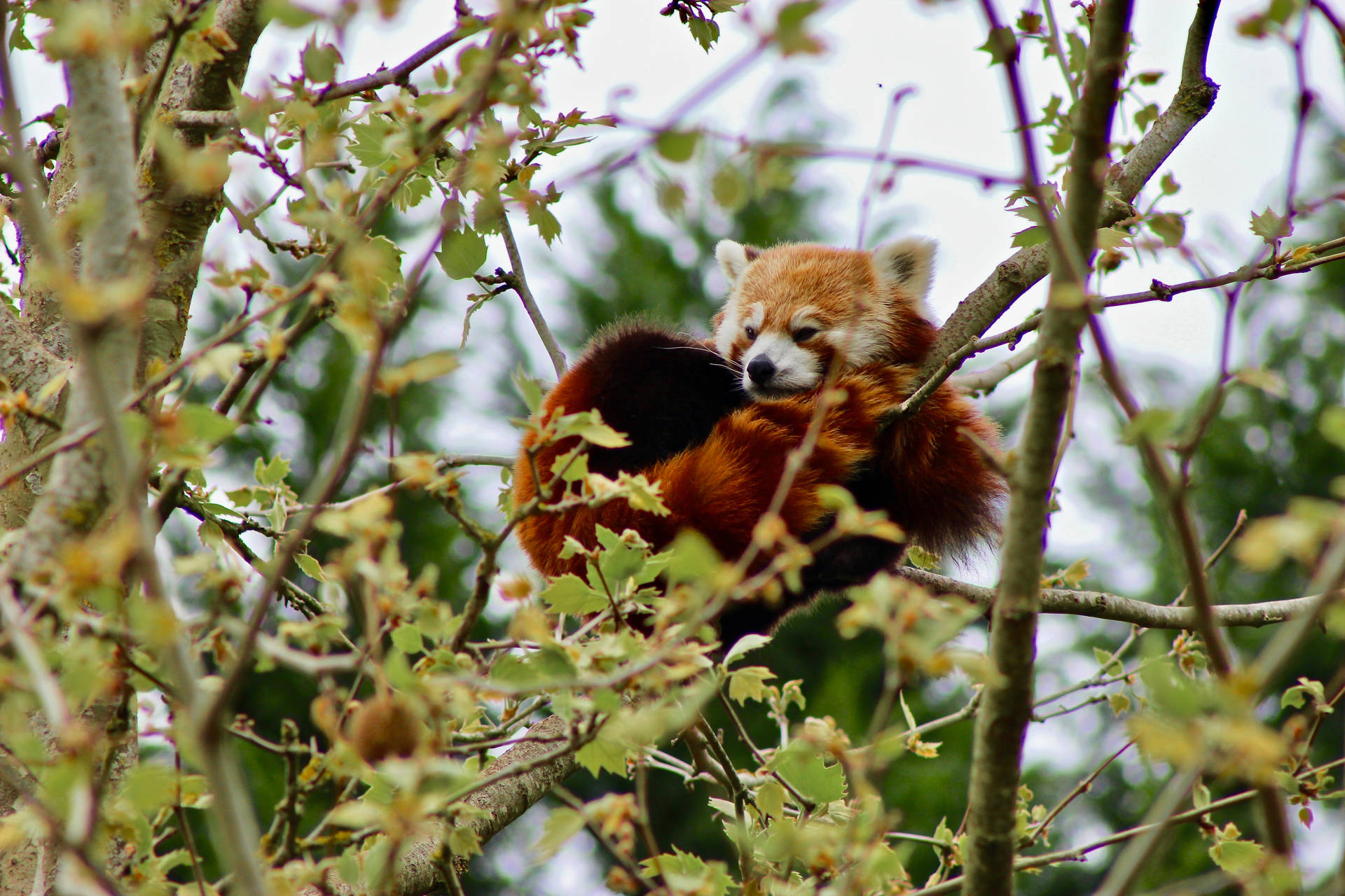 Schlafenderroter Panda Auf Einem Baum Wallpaper