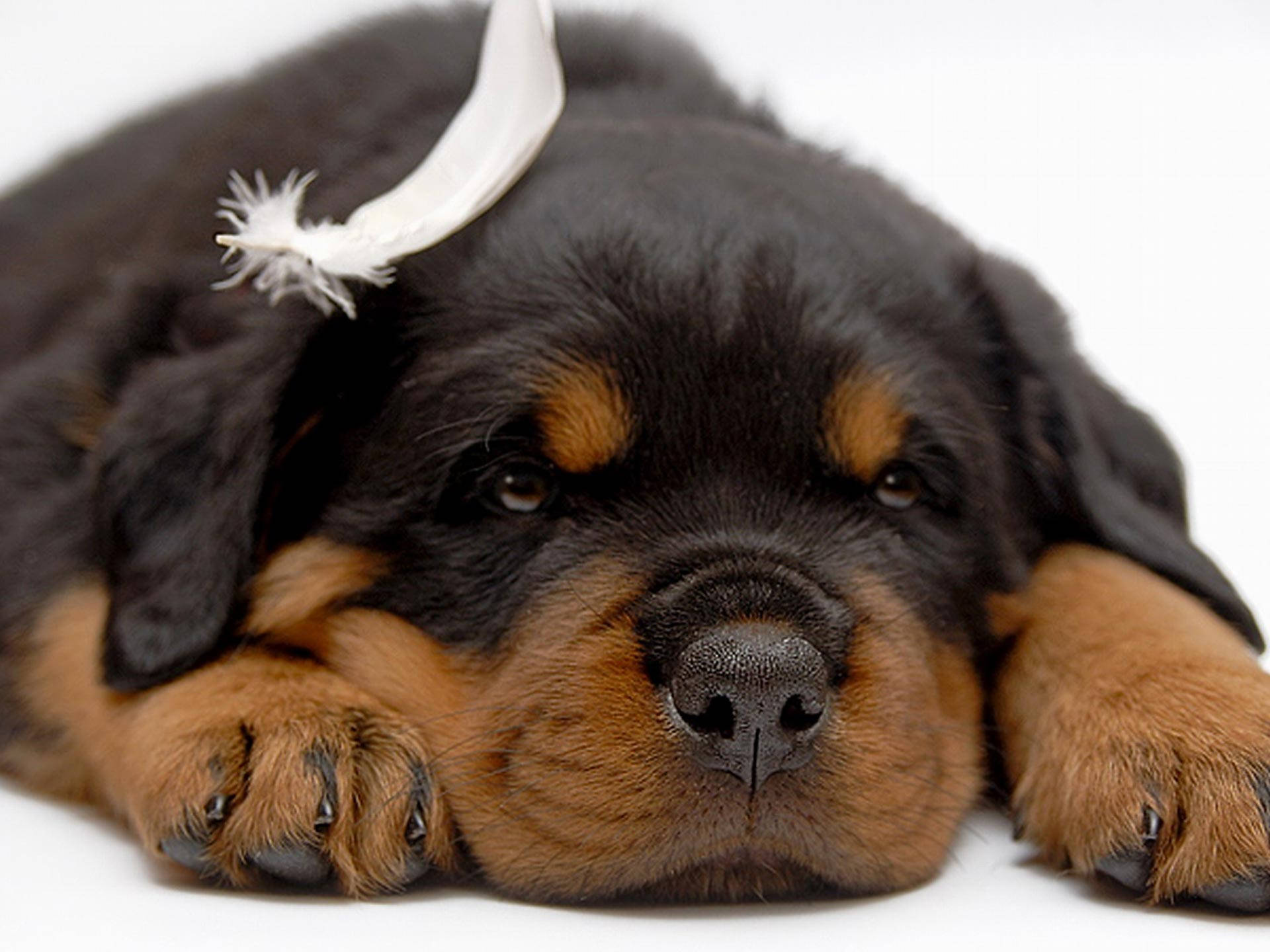 Sleepy Rottweiler Puppy Wallpaper
