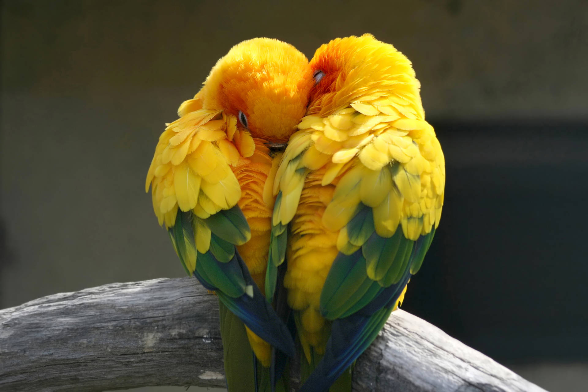 Sleepy Yellow Love Birds Wallpaper
