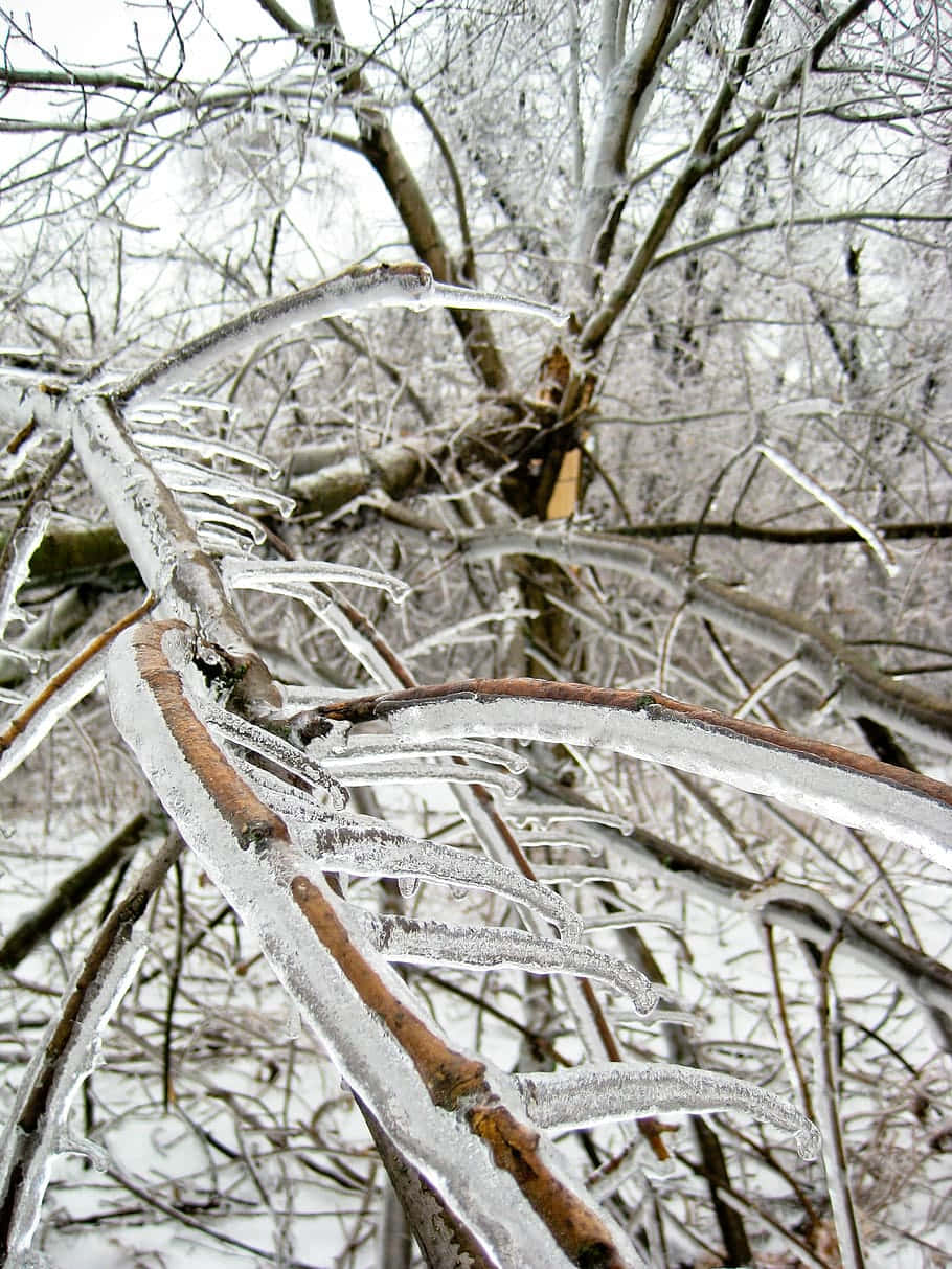 Sleet Crystalized Tree Branches Wallpaper
