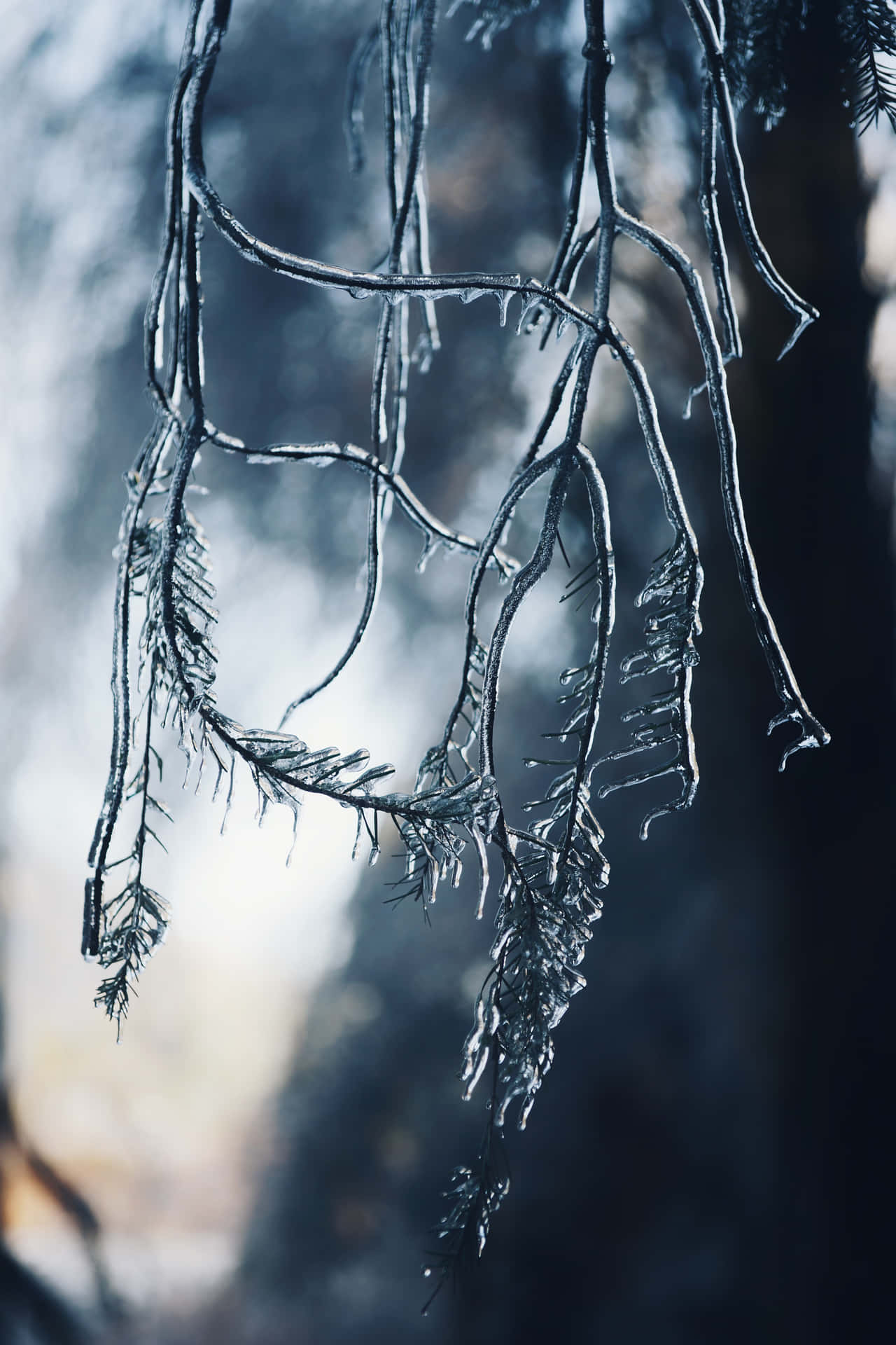 Ramoscongelados De Chuva Congelada Em Uma Árvore. Papel de Parede