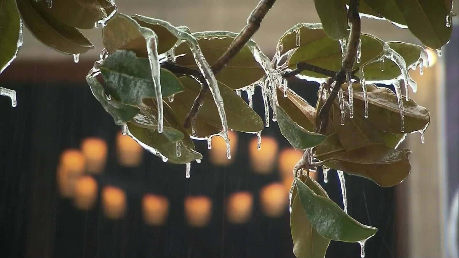 Neveem Folhas Congeladas Papel de Parede