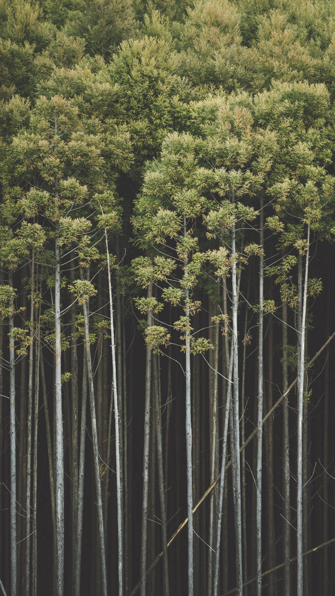 Bosquede Bambú Esbelto Para Iphone Fondo de pantalla