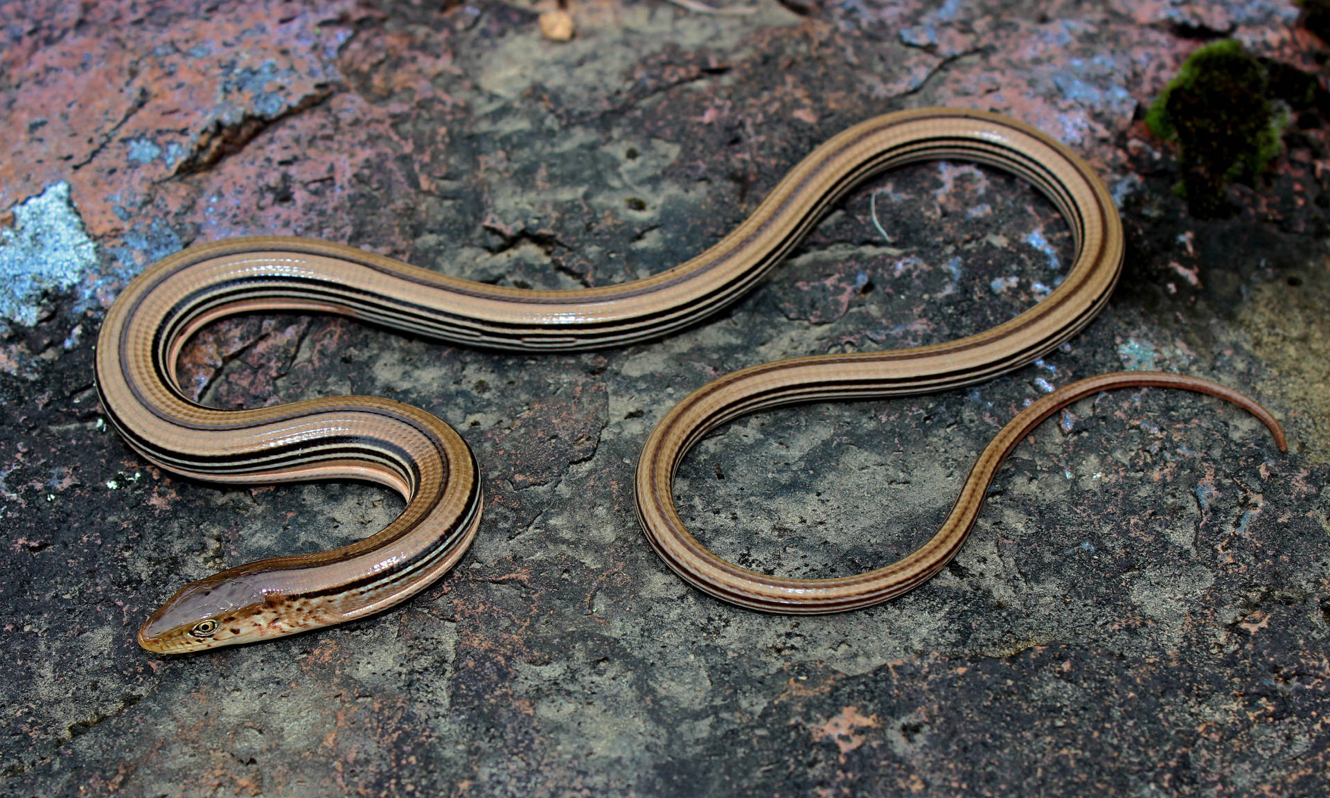 Slender Glass Lizard Curled Up On The Ground Wallpaper