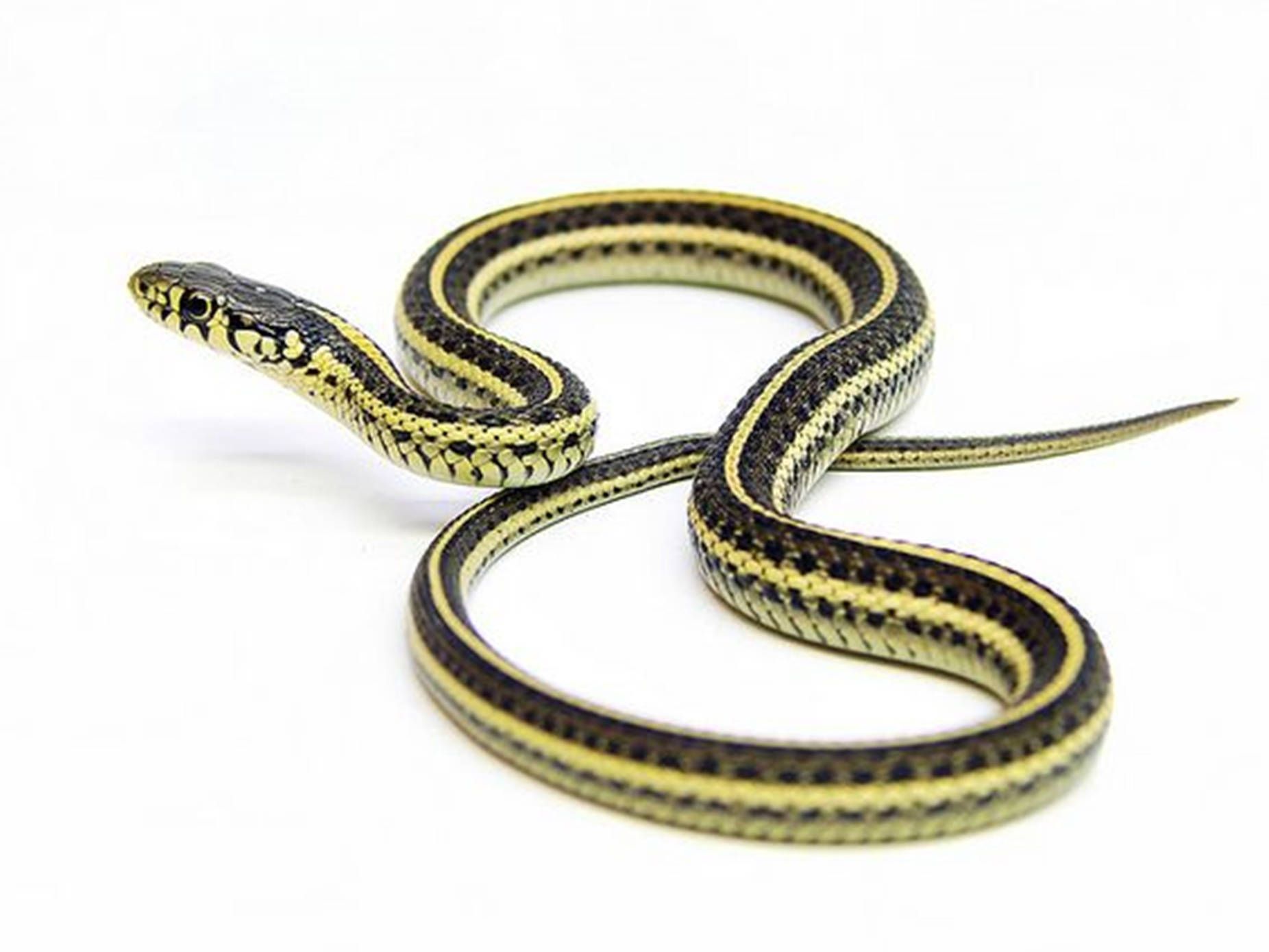 Slender plains garter snake in natural habitat Wallpaper