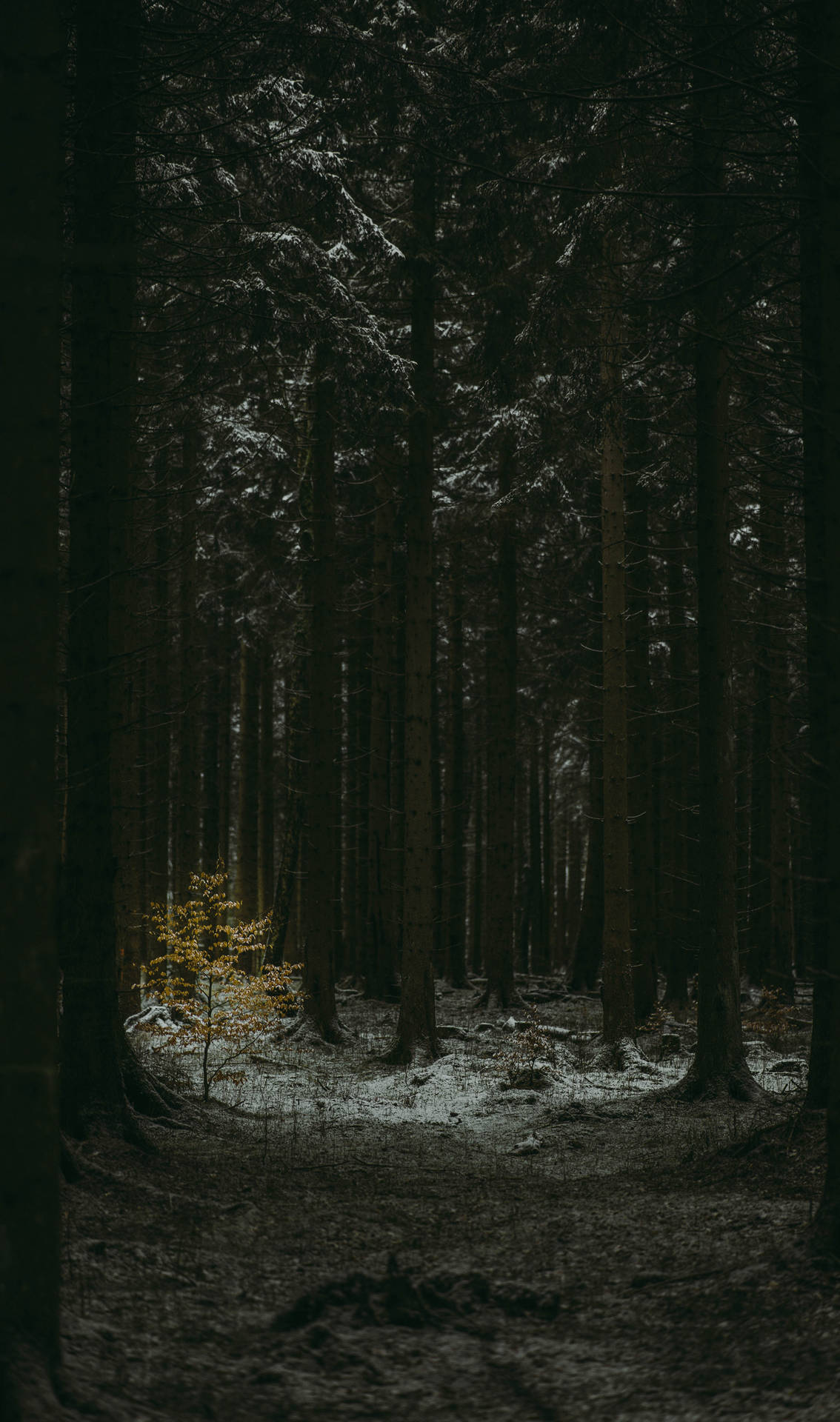 Top 999+ Dark Forest Wallpaper Full HD, 4K✅Free to Use