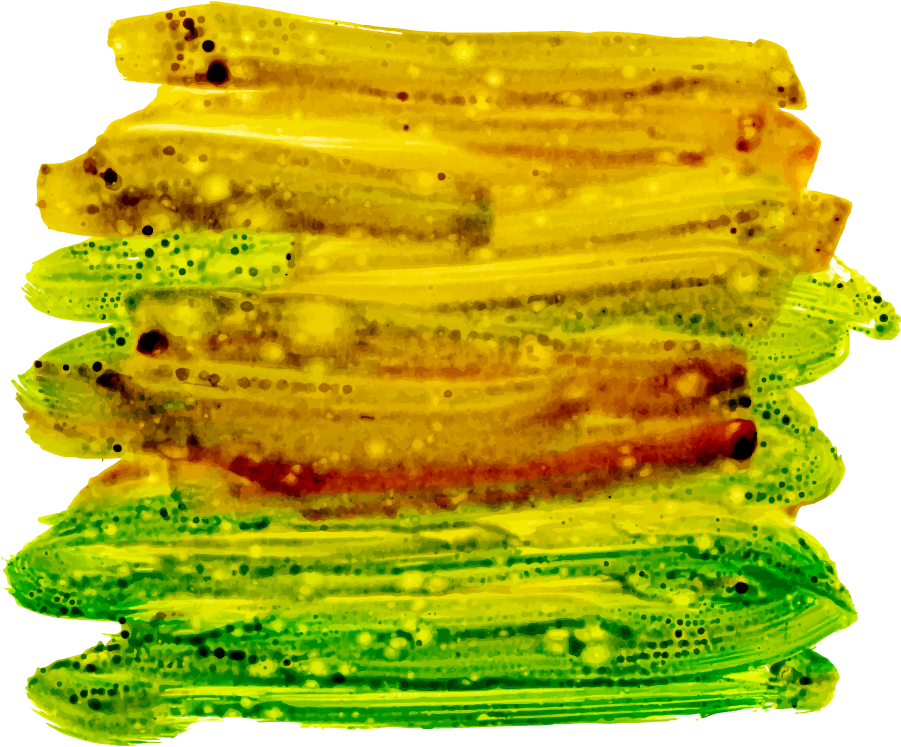 Sliced Okra Translucent Texture PNG