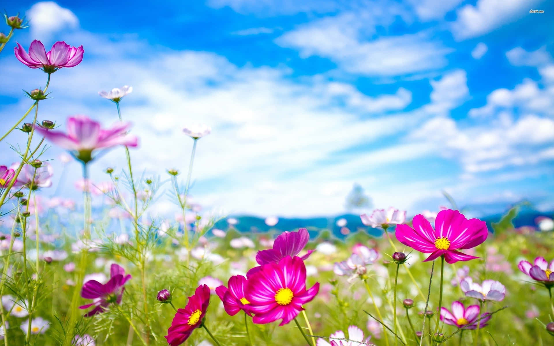 A Field Of Pink Flowers With Blue Sky And Clouds