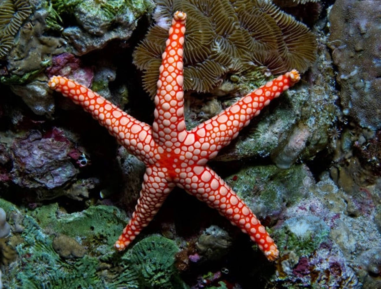 Estrellade Mar Roja Delgada Fondo de pantalla