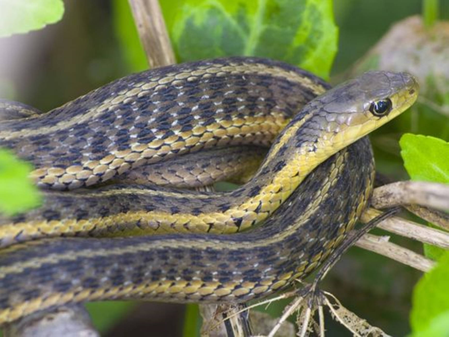 Slithering Eastern Garter Snake Wallpaper